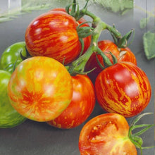 Tigerella Tomato Seeds (Solanum lycopersicum) for a reliable harvest in the Vegetable Home Garden