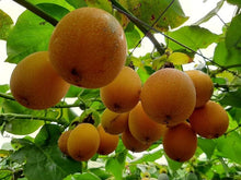 Granadilla Sweet Passion Seeds for growers wanting a homegrown harvest