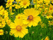 Coreopsis Lanceleaf Seeds grown for golden Yellow Flowers Seeds