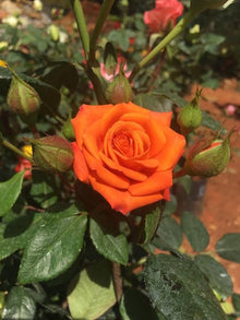 Rainbow Rose Seeds (Rosa hybrida) for seasonal color across the decorative home garden planting
