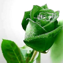 Rose Seeds for growers seeking a long-blooming display