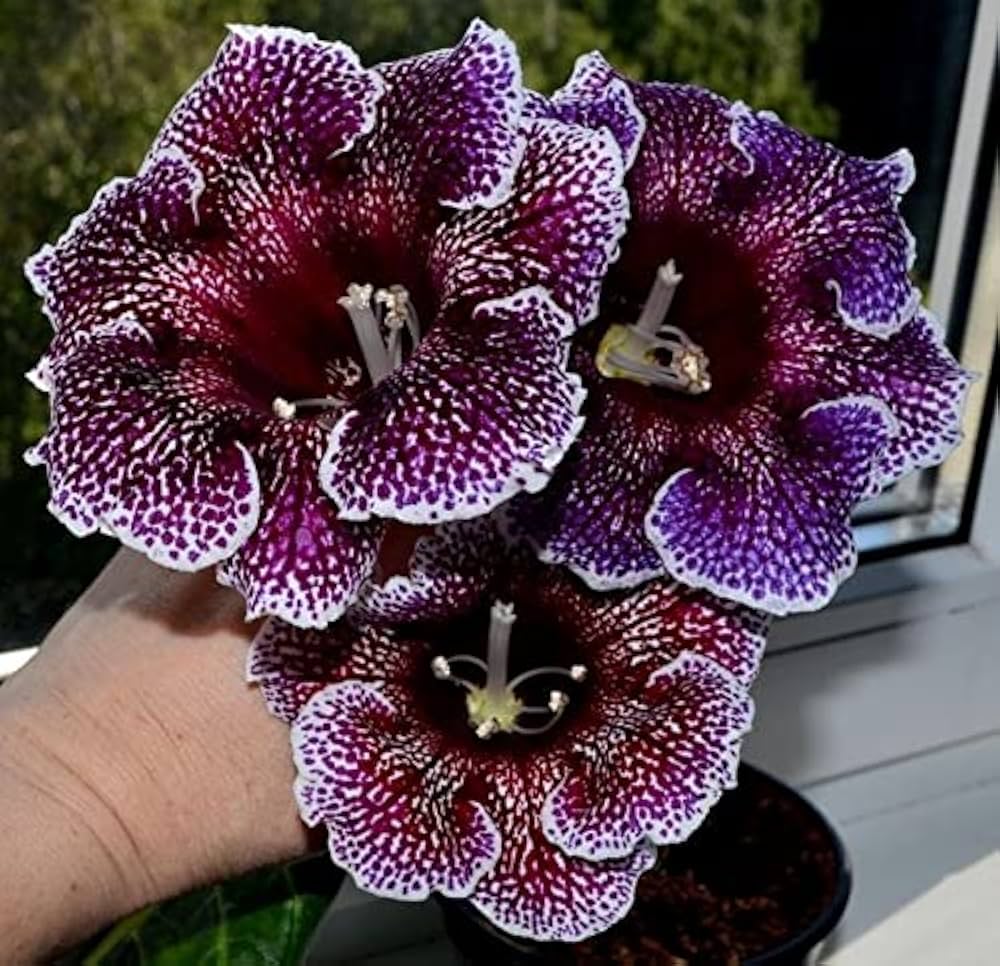 Gloxinia Sinningia Speciosa Real Flower Seeds for Planting – Flower Seeds for Indoor Pots and Home Garden Displays
