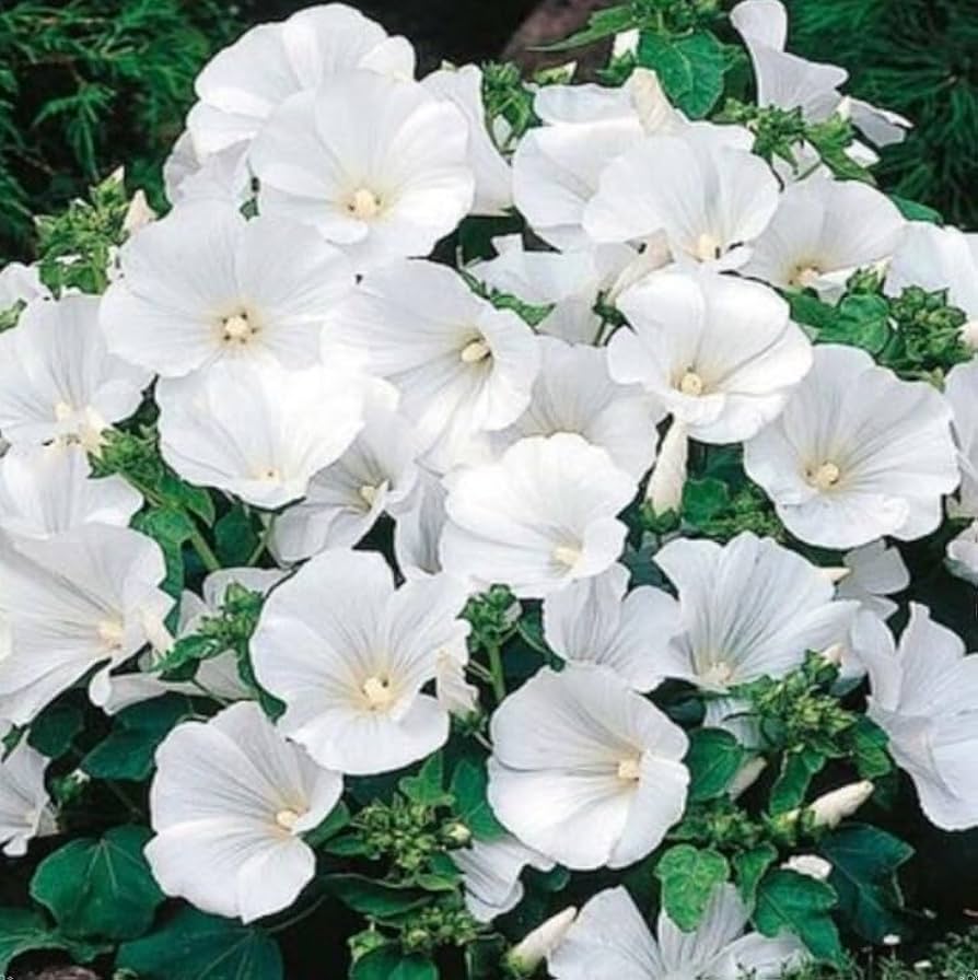 Rose Mallow Lavatera Thuringiaca White Flower Seeds for Planting – Ideal for Cottage Gardens and Seasonal Borders
