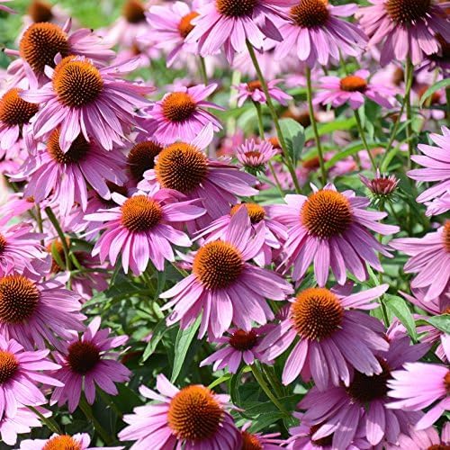 Echinacea Echinacea Purpurea Blue Flower Seeds for Planting – Pollinator-Friendly Blooms for Backyard Gardens and Flower Beds