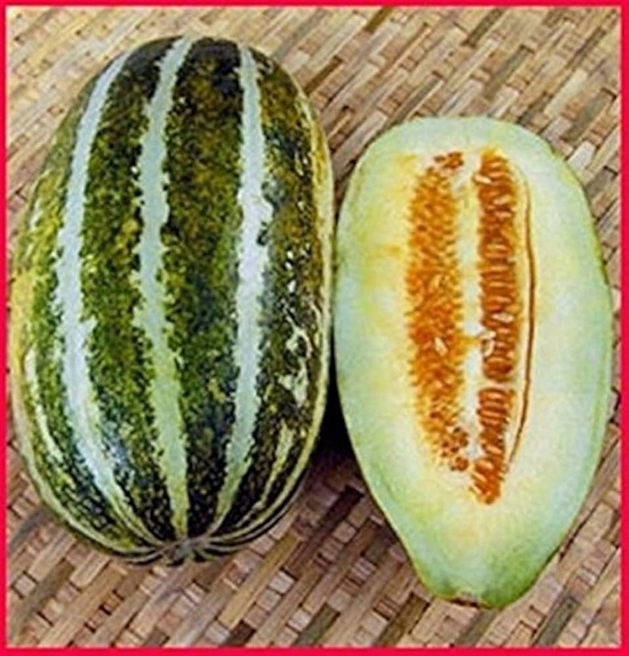 Long green Thai muskmelon seeds (Cucumis melo) for summer garden planting