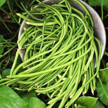 White bush bean seeds for easy home gardening