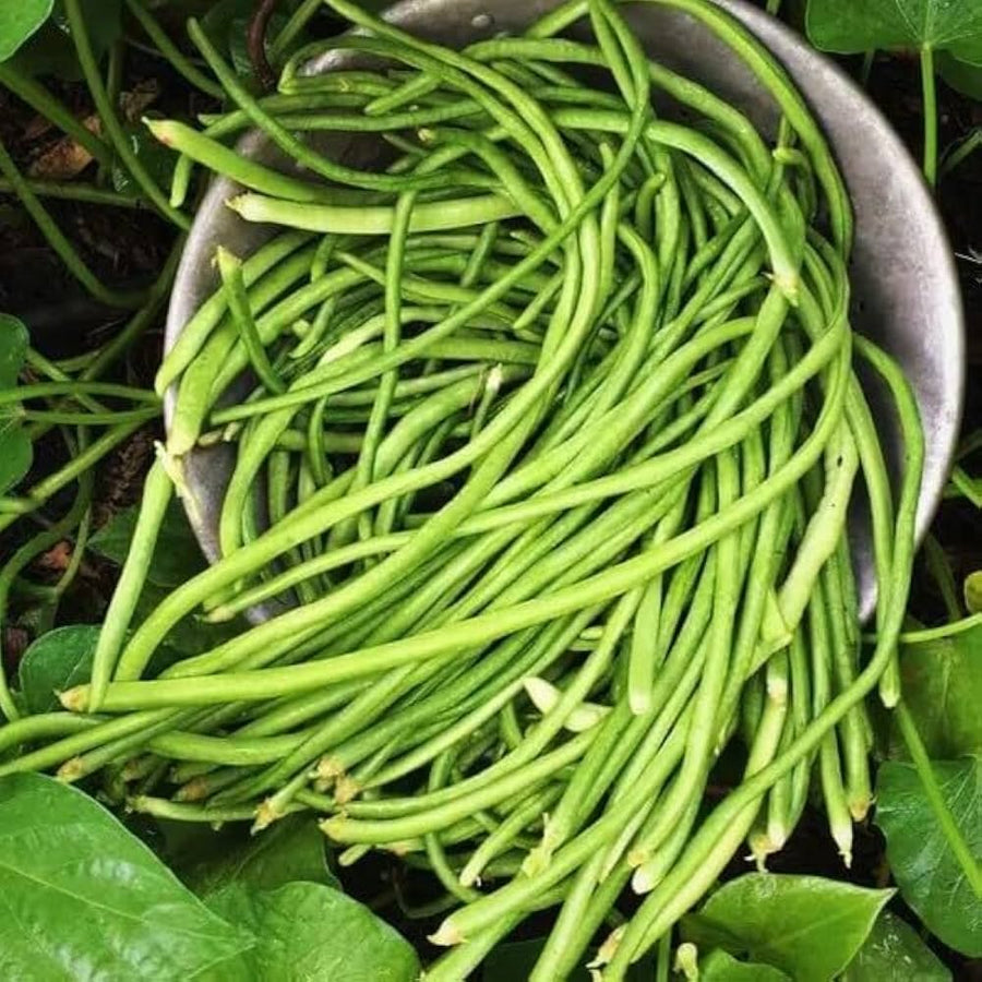 White bush bean seeds for easy home gardening