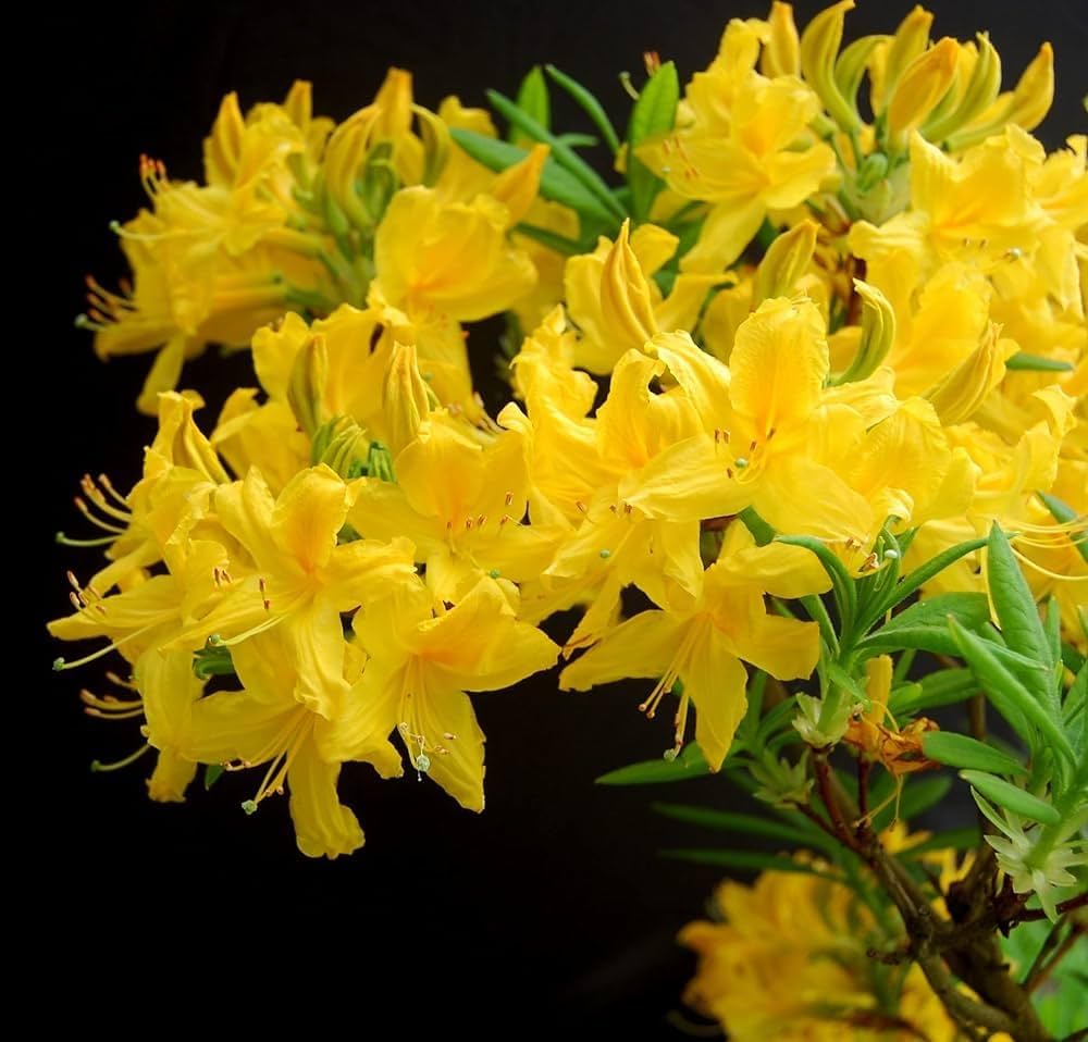 Azalea Flower ��������� Rhododendron spp. ��������� for planting in yellow garden