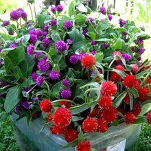 Globe Amaranth Seeds prized for long-Lasting Blooms
