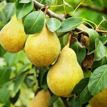 Bartlett Pear Tree Seeds (Communis orchard) for sweet homegrown fruit in the Pyrus edible landscape