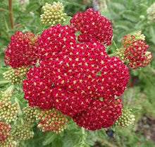 Heirloom Non-GMO Fun Red Yarrow Seeds for growers filling out the Resilient Garden Flowers