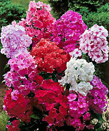 Phlox Seeds (Phlox drummondii) for growers filling out the Flower Pollinator Garden