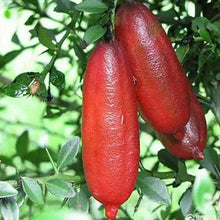 Finger Lime Mixed Colors Rare Citrus Seeds for a sweet addition to the home orchard