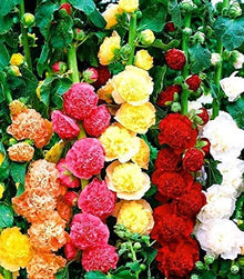 Stockrose Seeds (Alcea rosea) for a lasting display in the Flower Bed & Garden