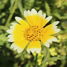Tidy Tips Layia Platyglossa Flower Seeds for Planting – Native Wildflower for Pollinator Gardens and Seasonal Meadows