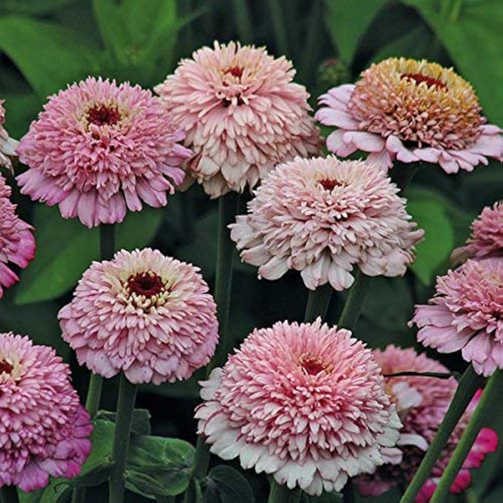 Zinnia Zinnia Elegans Zinderella Lilac Flower Seeds for Planting – Ideal for Home Garden and Cut Flower Arrangements