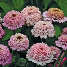 Zinnia Zinnia Elegans Zinderella Lilac Flower Seeds for Planting – Ideal for Home Garden and Cut Flower Arrangements