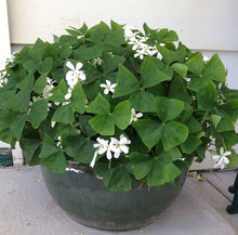 White Oxalis Bulbs for a colorful addition to any planting