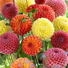 Mixed Dahlia Seeds (Dahlia spp.) for a bright addition to the Flower Bed
