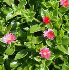 Aloinopsis Orpenii Rare Ice Plant Aloe Orpenii Plants for easy-care planting in the Flower Bed