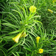 Yellow Oleander Seeds (Thevetia peruviana) grown for backyard gardening