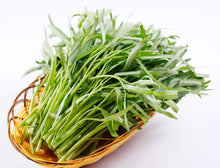 Vitamin Green Asian Greens Seeds for reliable seasonal color