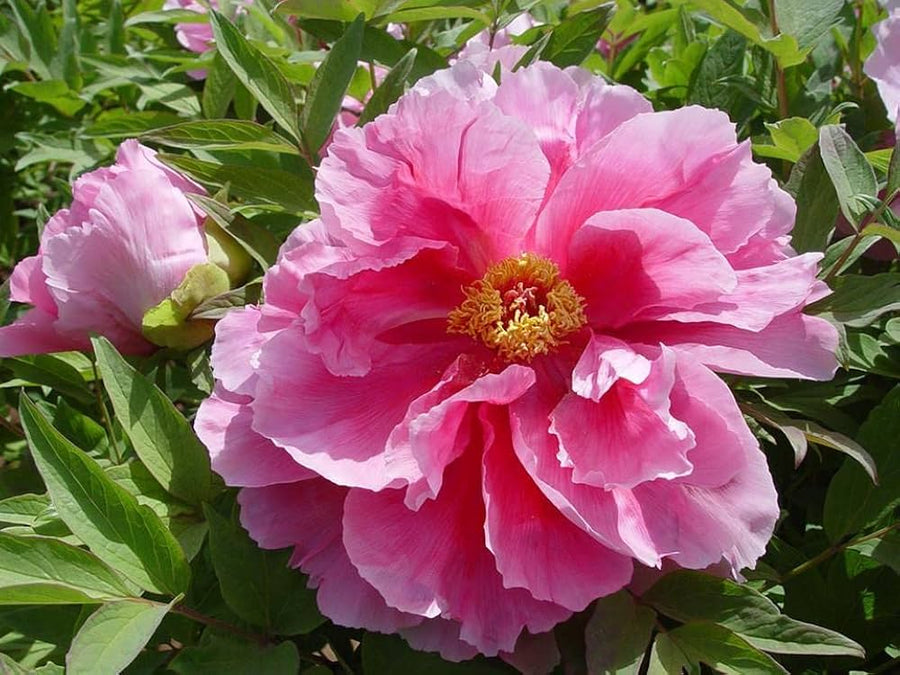 Peony Paeonia spp. Seeds for planting in flower bed