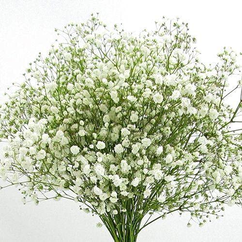 Gypsophila Sky Stars hybrid seeds for decorative landscaping and perennial flowers
