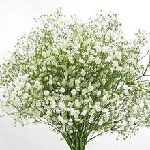Gypsophila Sky Stars hybrid seeds for decorative landscaping and perennial flowers