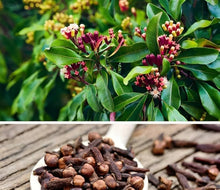 Light Purple Syzygium Aromaticum Seeds valued for bonsai