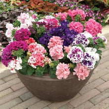 Mixed Petunia Petunia Hybrida Seeds for a bright addition to the Home Hanging Containers
