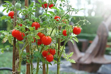 Tomato Seeds (Solanum lycopersicum) prized among growers for lake Variety in Backyard Gardening