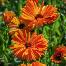 Calendula Calendula Officinalis Blue Seeds known for decorative Seasonal Displays
