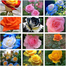 Street Lamp Rose Rosa Hybrida flower Seeds for colorful blooms in the backyard gardening and ornamental borders