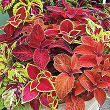 Coleus Jazz Marmor Seeds for a lasting display in the flower bed home garden