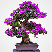 Beautiful Star Flower (species unknown) Light Blue for bonsai and garden decoration