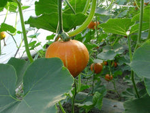 Howden Biggie Pumpkin Seeds (Cucurbita pepo) for a reliable harvest in the kitchen garden planting