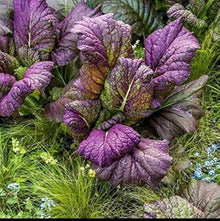 Osaka Purple Mustard Seeds for a productive addition to the vegetable patch