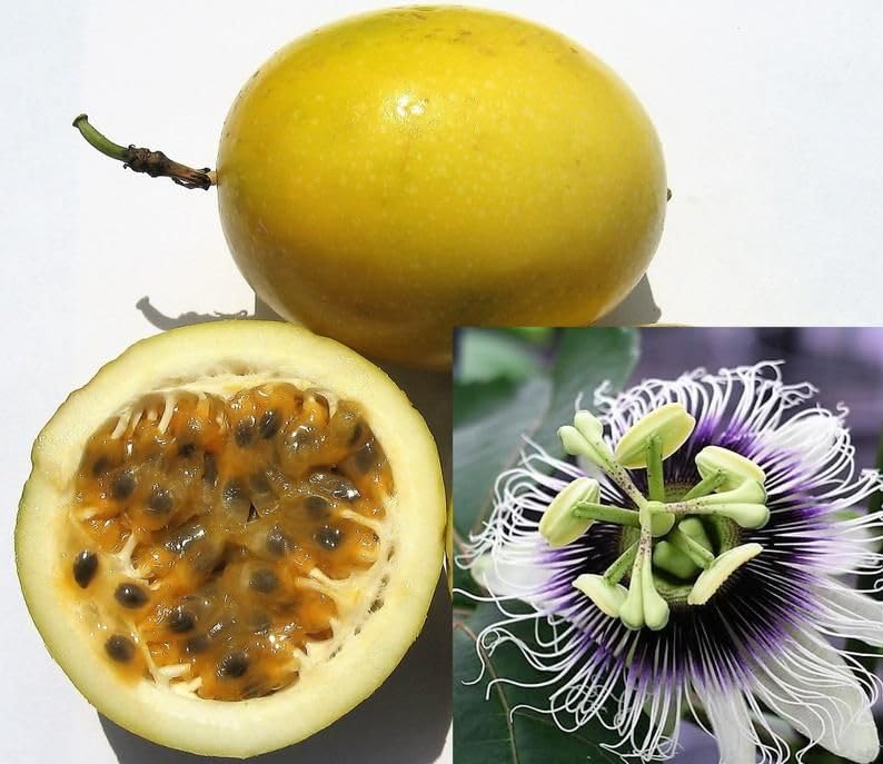 Passion Fruit Seeds
