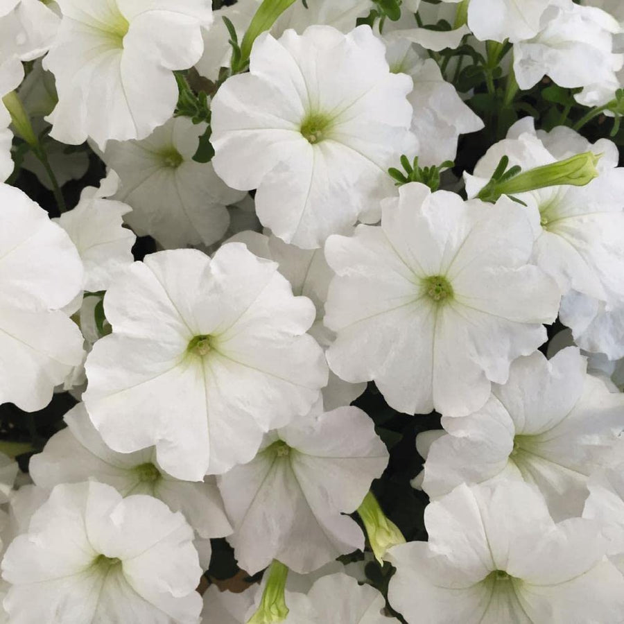 Hanging petunia flowers grown from seeds with cascading blooms in assorted colors