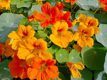 Nasturtium ‘Vesuvio’ flower Seeds for growers seeking a long-blooming display