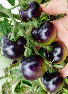 Indigo Rose Tomato – Solanum lycopersicum – for vegetable garden planting
