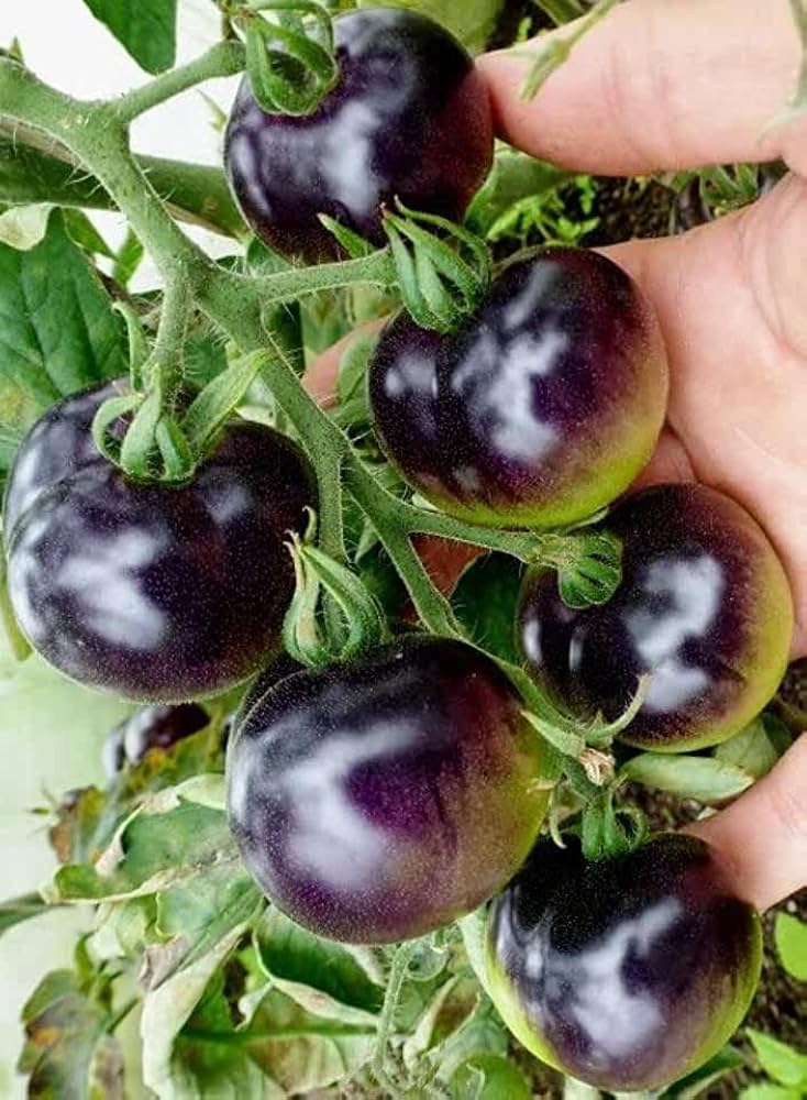 Indigo Rose Tomato – Solanum lycopersicum – for vegetable garden planting