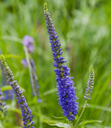 Veronica Seeds (Veronica spp.) for a lasting display in the Flower Cottage Garden