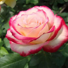 Rose Rosa Hybrida White Blood Seeds for seasonal color across the Home Decorative Borders