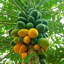 Papaya Seeds et  Ornamental Garden Plant Premium Quality Seeds