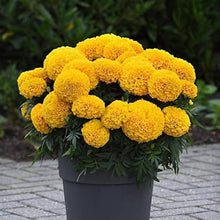 Marigold Seeds (Tagetes erecta) for a bright addition to the Flower Home Garden
