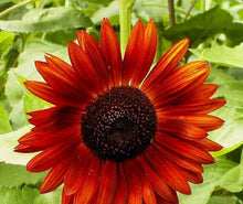 Sunflower Velvet Queen Seeds (Helianthus annuus) for a lasting display in the Pollinator Garden