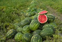 Watermelon Gardening for planting in home garden.