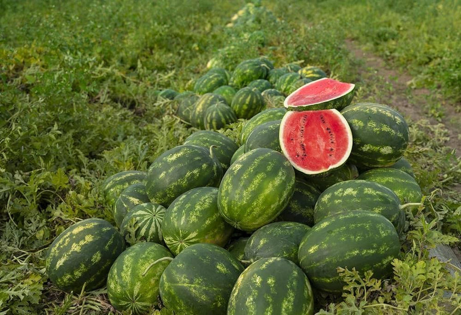 Watermelon Gardening for planting in home garden.